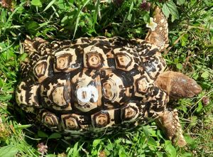 Pantherschildkröten aus eigener Nachzucht zu verkaufen