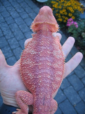 Bartagame Red Hypo poss. het Translucent  - Weibchen - handzahm - ca. 350 Gramm