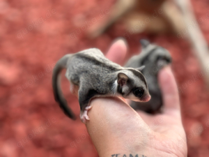 Suger Glider (Flughörnchen) 