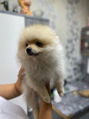 pomeranian welpe