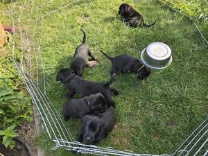 Labradorwelpen, Showline, in schwarz zu verkaufen