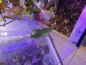 Siliquofera Grandis 
