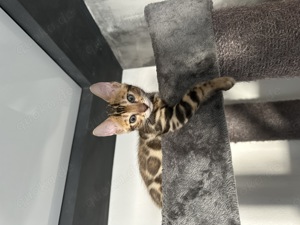 Bengal-Kitten