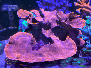 Montipora (rot)