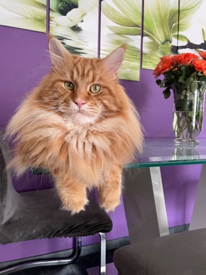 Maine Coon Deckkater mit Stammbaum