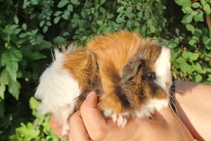 Meerschweinchen Babys handzahm