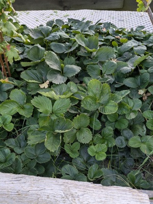 Erdbeeren und Himbeeren als Pflanzen abzugeben