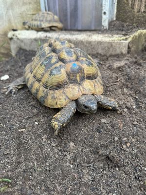 Griechische Landschildkröte