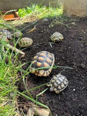 Nachzucht Breitrand Landschildkröten Bild 7