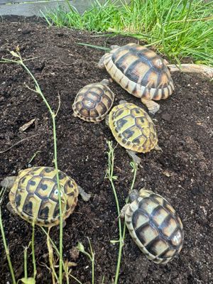 Nachzucht Breitrand Landschildkröten Bild 6