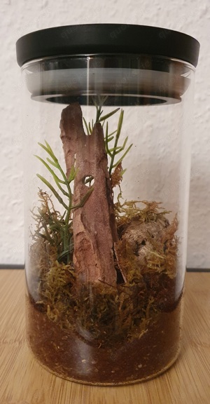 Vogelspinne Phormingochilus sp. rufus mit Nano Terrarium