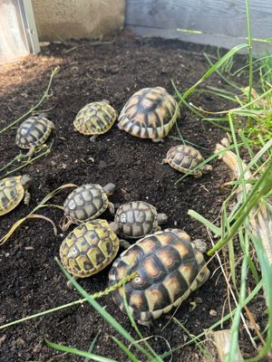 Nachzucht Breitrand u. Griechische Landschildkröten