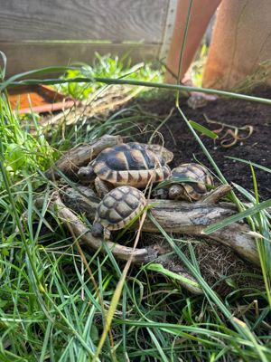 Nachzucht Breitrand Landschildkröten Bild 9