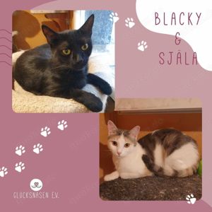 Katzen Blacky und Själa suchen ihr Körbchen