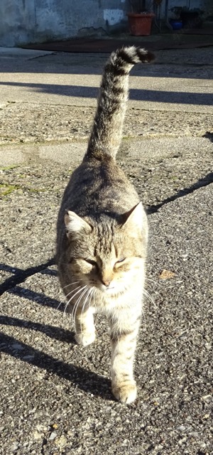 Katze abzugeben (Dorfkatze, Freigänger)