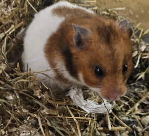 hamster kaninchen 