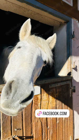 Wallach sucht ein Zuhause 