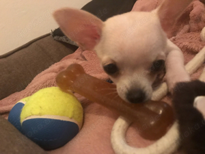 mini chihuahua