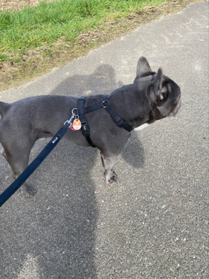 Französiche Bulldogge Rüde