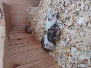 Hamster Babies