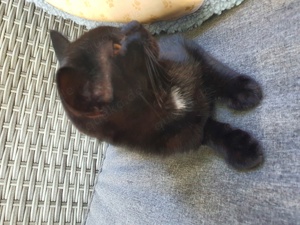 BKK Kitten, brittisch Kurzhaar, schwarz