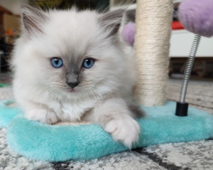 Wunderschöne Ragdoll Kitten in seal, blue und tortie   mitted und bicolor 