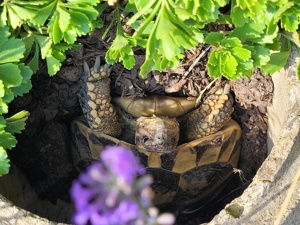 Griechische Landschildkröten NZ 2023 Schildkröte