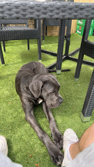 Cane Corso Blueline Welpe zur Verkauf 