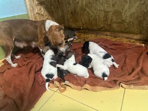 Emma sucht Geborgenheit und ein Zuhause Bild 7