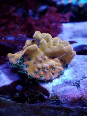 montipora crazy t Koralle Meerwasser 