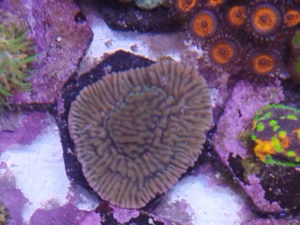 montipora sp Koralle Meerwasser 