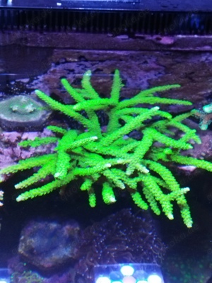 acropora Meerwasser Koralle 