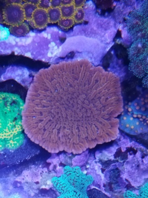 montipora flamming Phönix Koralle Meerwasser 