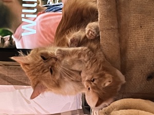 Main Coon Kitten Mädchen rot