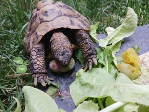 Landschildkröte männlich 25 Jahre