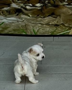 Noch zauberhafte Maltipoo Welpen in apricot und harlekin frei