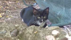 Drei kleine Kater ( 17 Wochen alt) suchen ein Zuhause am liebsten mit Garten