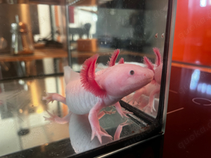 Axolotl Männchen 