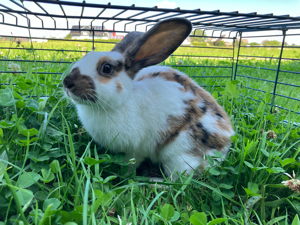 Stallkaninchen Kaninchen Schecke Hasen