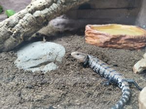 Riesenblauzungenskink (Tiliqua gigas)