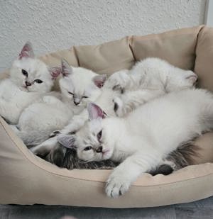 Ich verkaufe 3 Katzen (britisch kurzhaar)