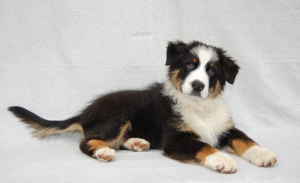 Australian Shepherd Welpe mit ASCA Papieren abzugeben. 