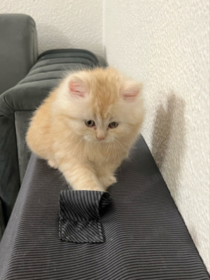 Liebevolle Katzenbabys suchen ein neues Zuhause