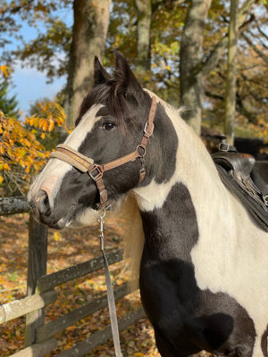 Reitbeteiligung - Pferd sucht Reiter