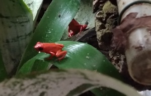 Oophaga pumilio El Dorado Erdbeerfrosch