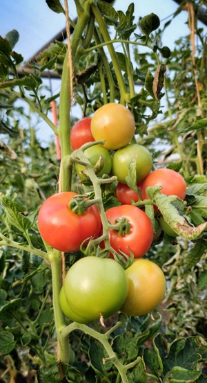 Ochsenherztomaten, Tomaten, uvm. Zu verkaufen