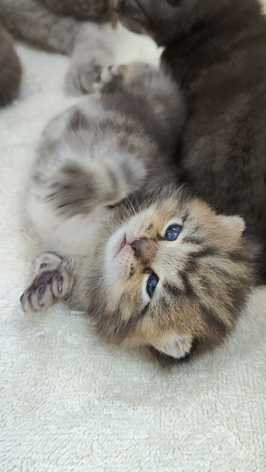 Wunderschöne BKH Kitten suchen neue Zuhause