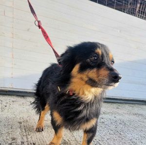 Milo - ein sehr lieber und verspielter Hund sucht seine Familie