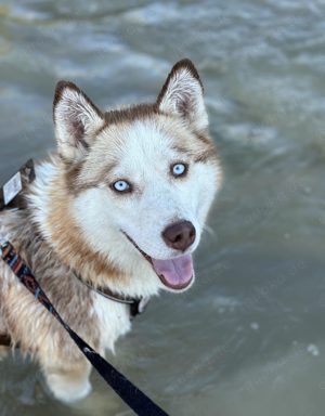 Luna - eine aufgeweckte Hündin sucht eine Familie