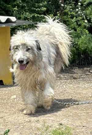 Liam B ca. 55 cm   steht vor einer Herausforderung Bild 5